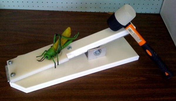 FROGGY FLY FLING - Image 5